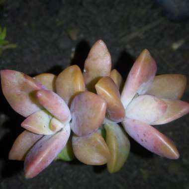 x Graptosedum Bronze