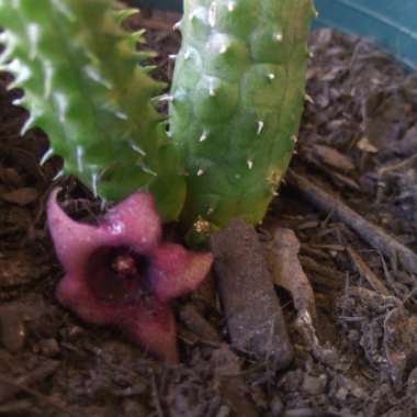 Huernia Schneideriana