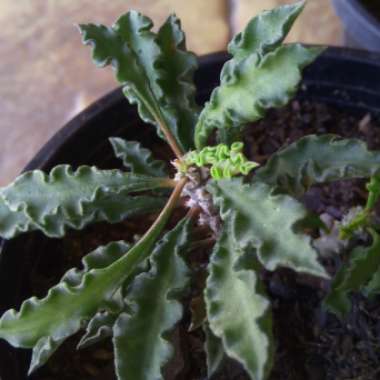 Euphorbia decaryi