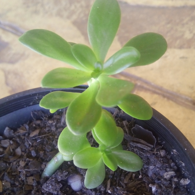 Plant image Sedum Confusum