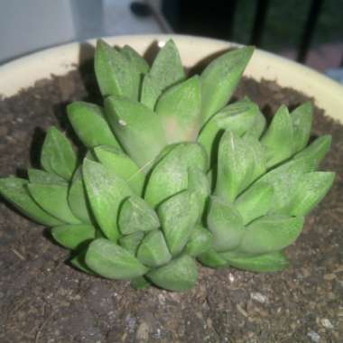 Haworthia magnifica var. Acuminata