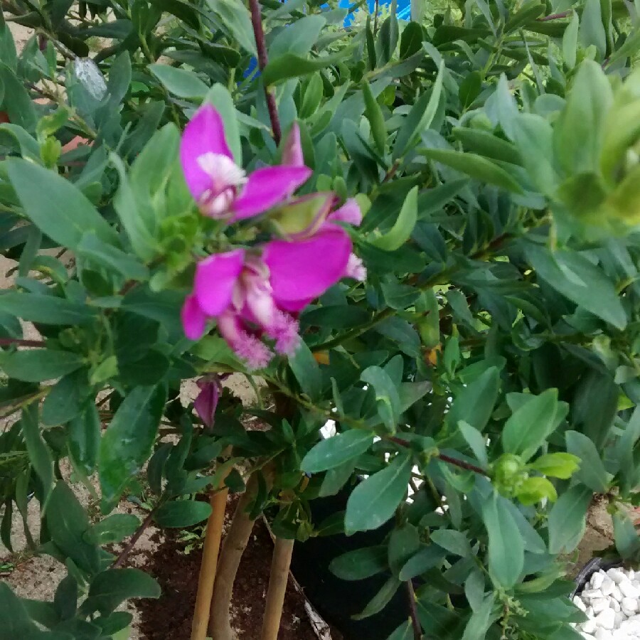 Plant image Polygala myrtifolia