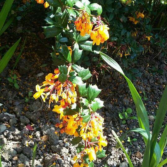 Berberis darwinii