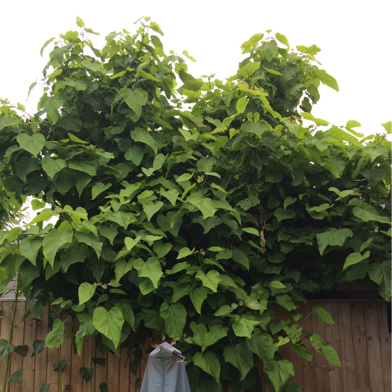 Indian Bean Tree