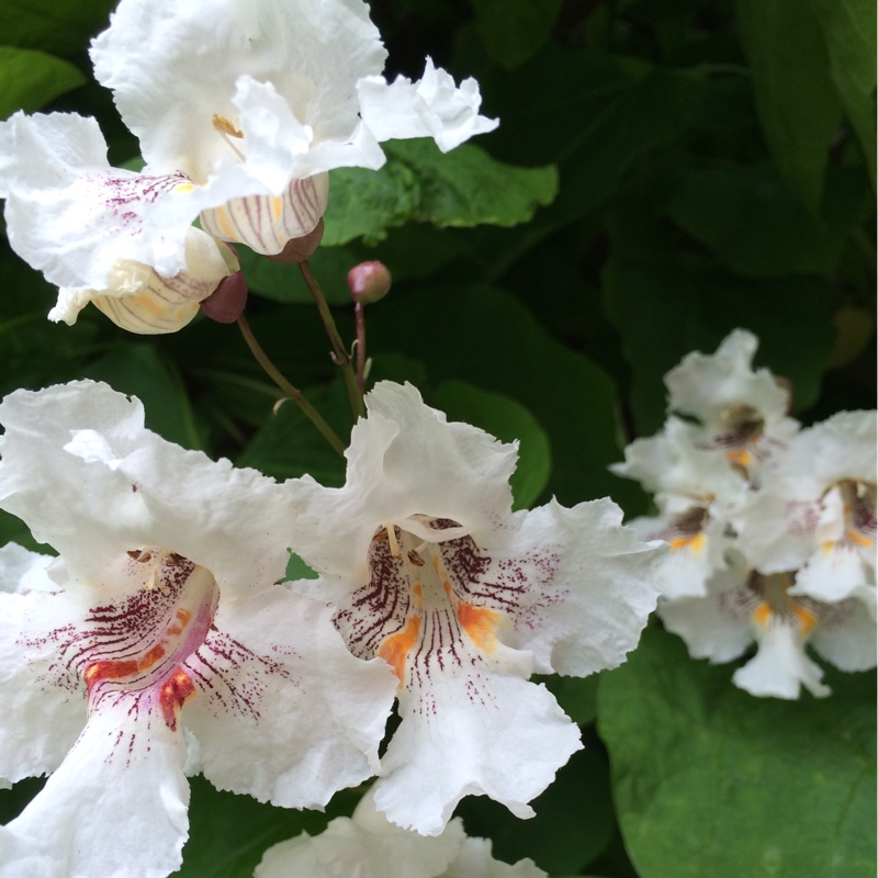 Plant image Catalpa bignonioides  syn.Catalpa catalpa, Catalpa syringaefolia