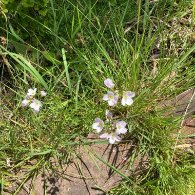 Clare's garden