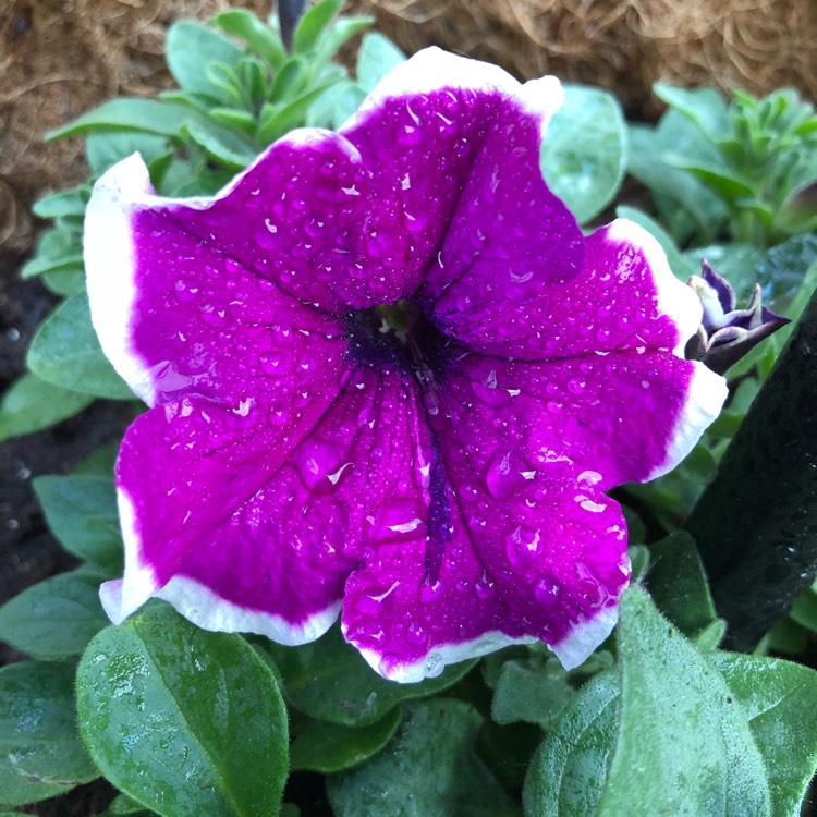 Plant image Petunia 'Cascadias Rim Magenta' (Cascadias Series) syn. Petunia 'Rim Magenta'