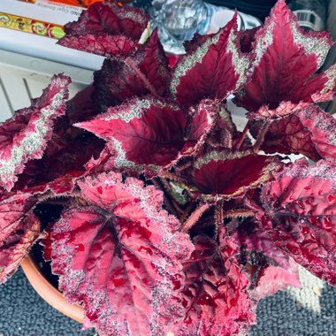 Begonia (Rex Cultorum Group) 'Inca Flame' syn. Begonia rex 'Inca Flame'