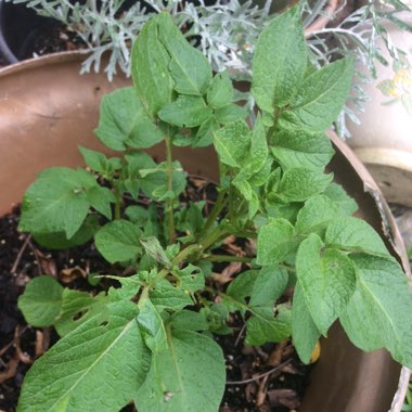 Solanum tuberosum 'Red Pontiac'