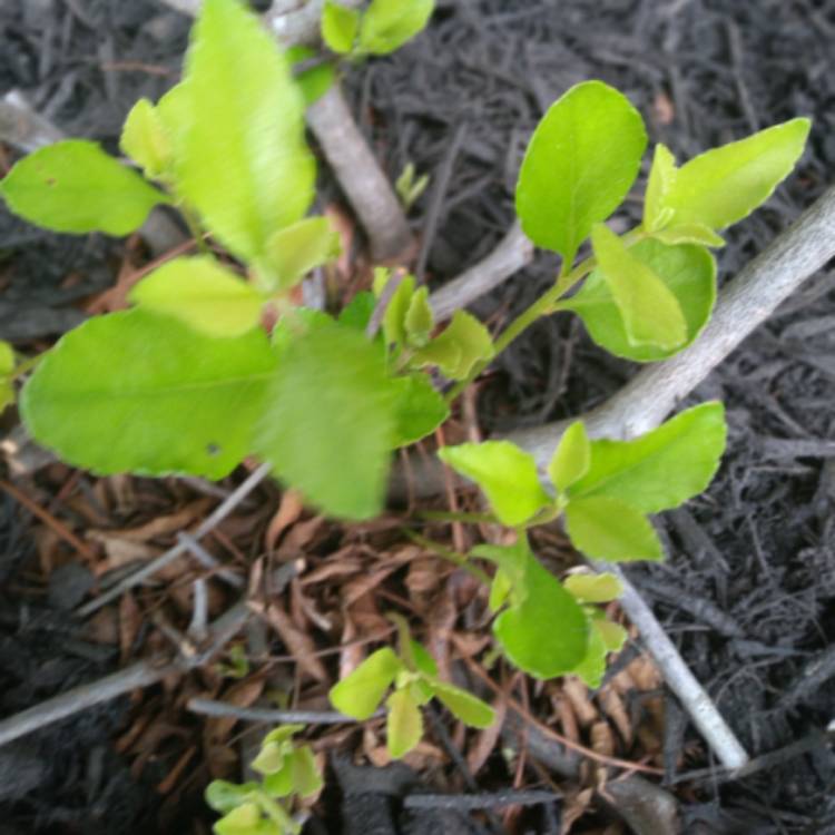 Plant image Rhaphiolepis indica