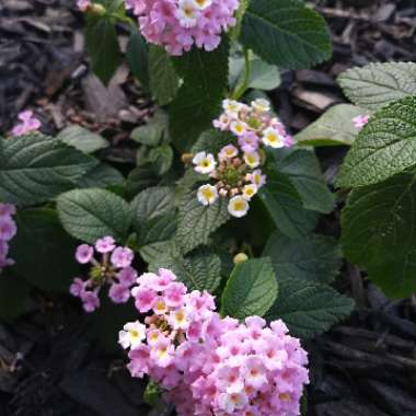 Lantana Camara 'Bonita'