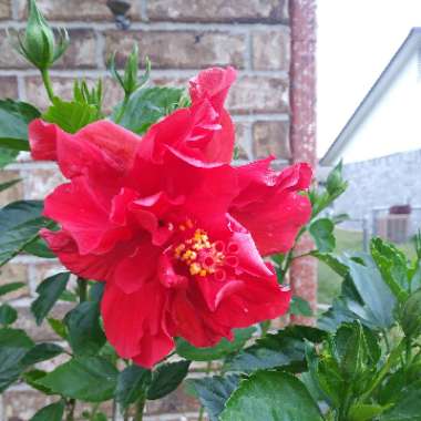 Hibiscus lunariifolius