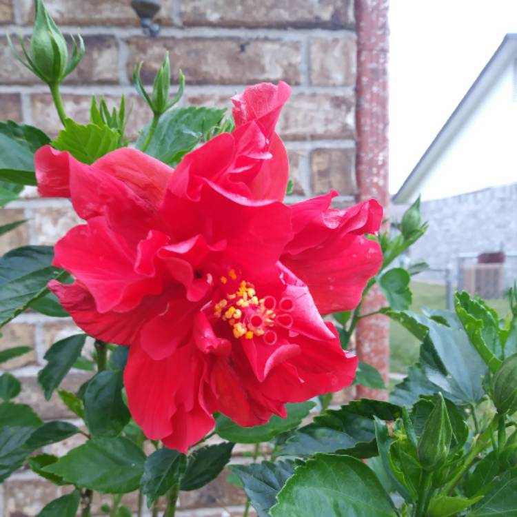 Plant image Hibiscus lunariifolius