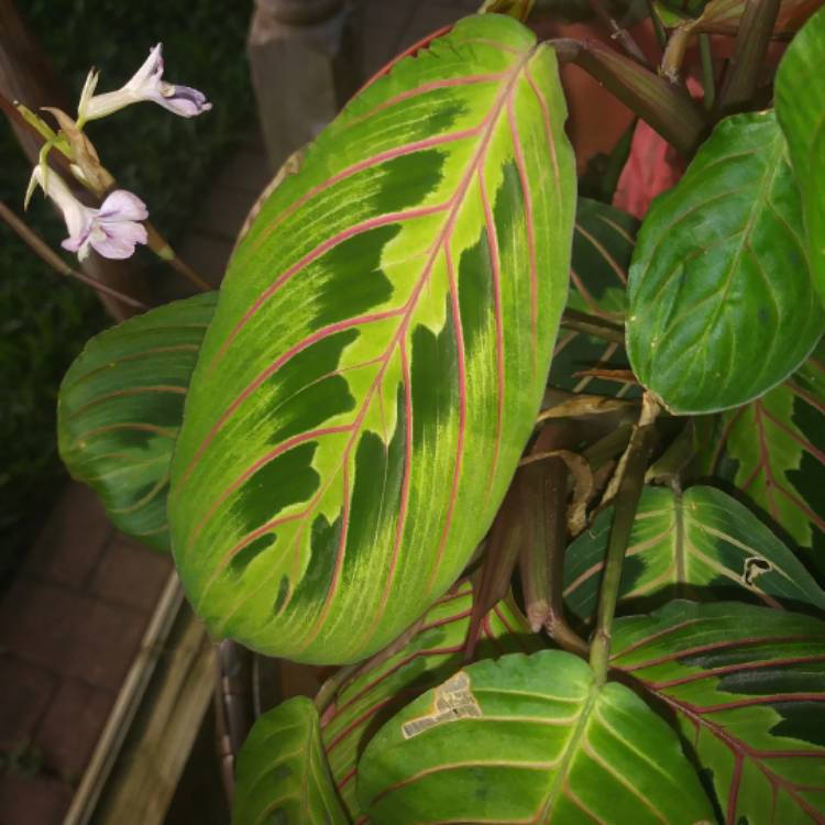 Plant image Maranta leuconeura var. 'Erythroneura'