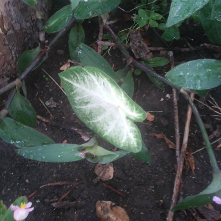 Plant image Caladium Candidum 'Moonlight'