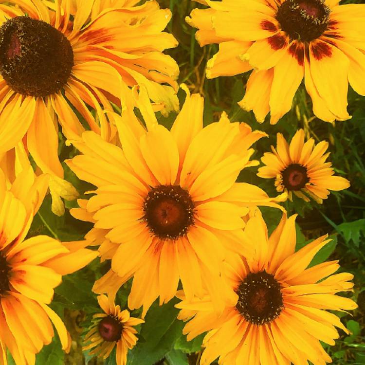 Plant image Rudbeckia hirta 'Denver Daisy'