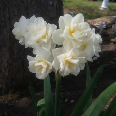 Narcissus 'Erlicheer' syn. Narcissus 'Gaiety'