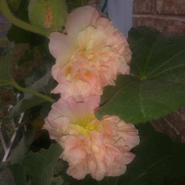 Alcea rosea 'Chater's Double Group Salmon Pink'