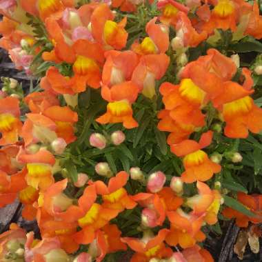 Antirrhinum