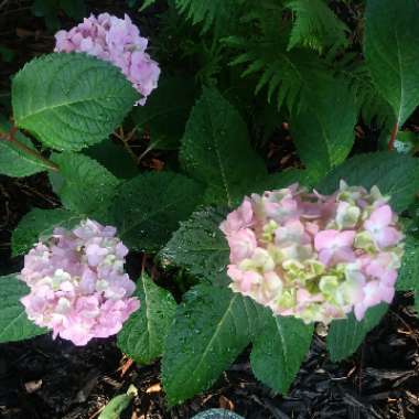 Hydrangea