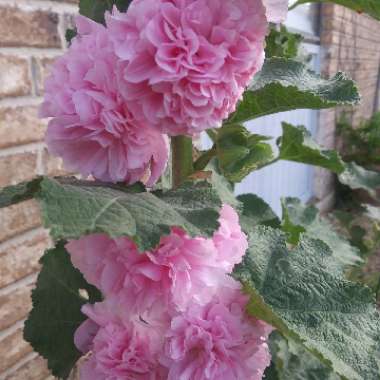 Alcea rosea 'Chater's Double Group Pink'