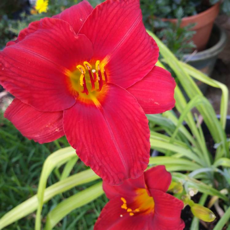 Hemerocallis Chicago Fire Daylily Chicago Fire Uploaded By