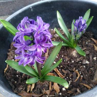 Hyacinthus orientalis