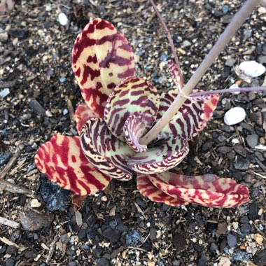 Kalanchoe 'Gremlin'