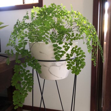 Delta maidenhair fern