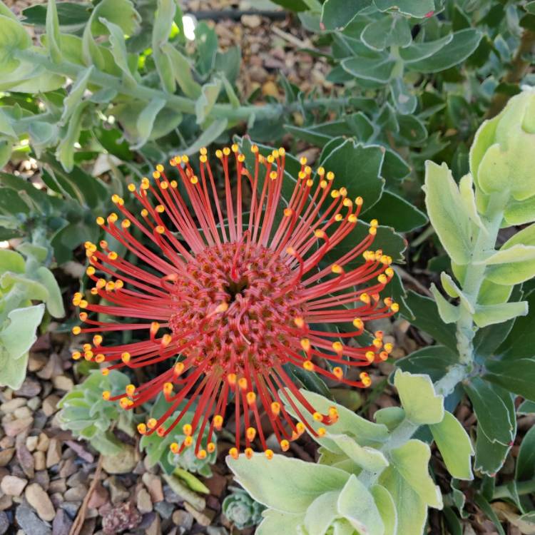 Plant image Leucospermum cordifolium x glabrum 'Allegro'