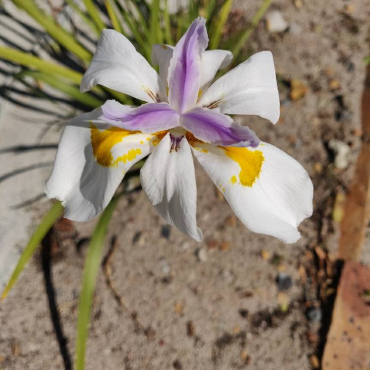 Plant image Dietes bicolor