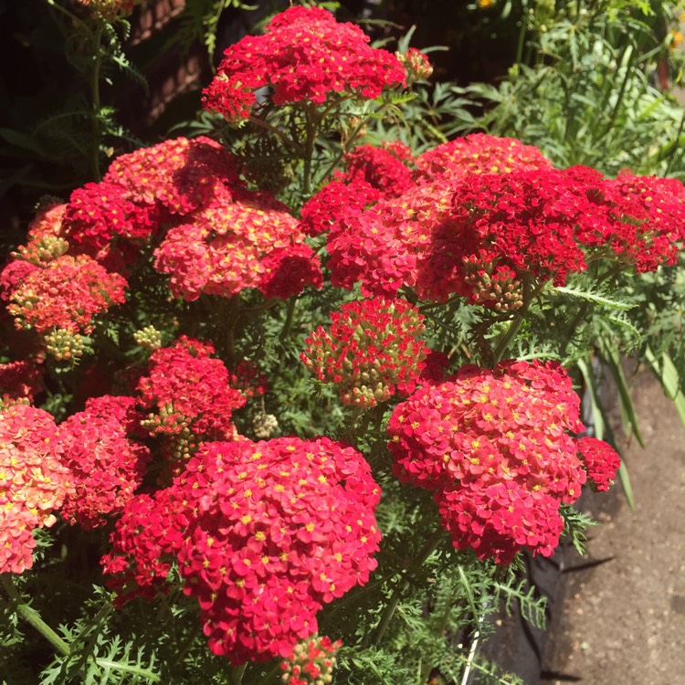 Plant image Achillea millefolium 'Paprika'