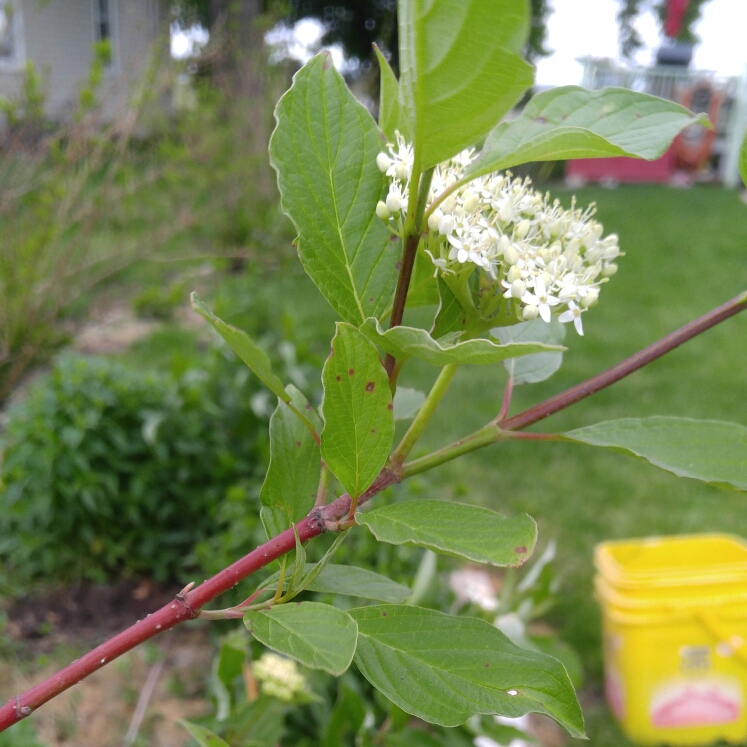 Plant image Cornus sericea