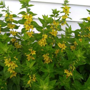 Large Yellow Loosestrife