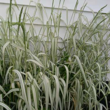 Lemon Grass