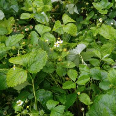 Woodland Strawberry