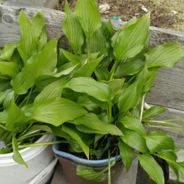 Plantain Lily 'Devon Blue'