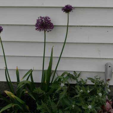 Allium