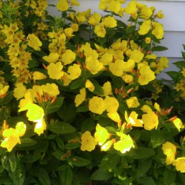 Large Yellow Loosestrife