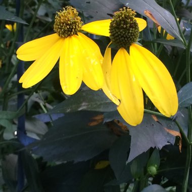 Rudbeckia Maxima