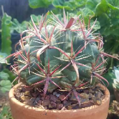 Ferocactus latispinus