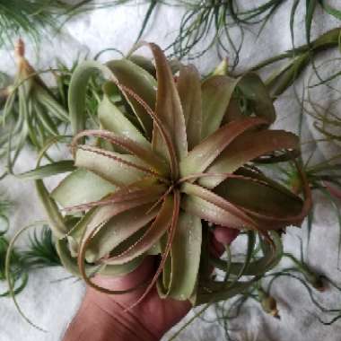 Tillandsia xerographica