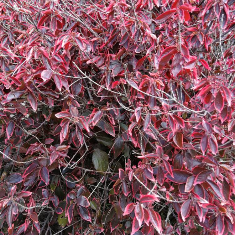 Plant image Acalypha