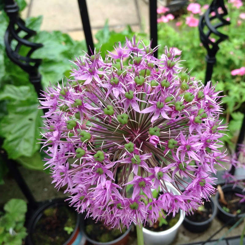 Plant image Allium jesdianum 'Akbulak' syn. Allium 'Akbulak', Allium rosenbachianum 'Akbulak'