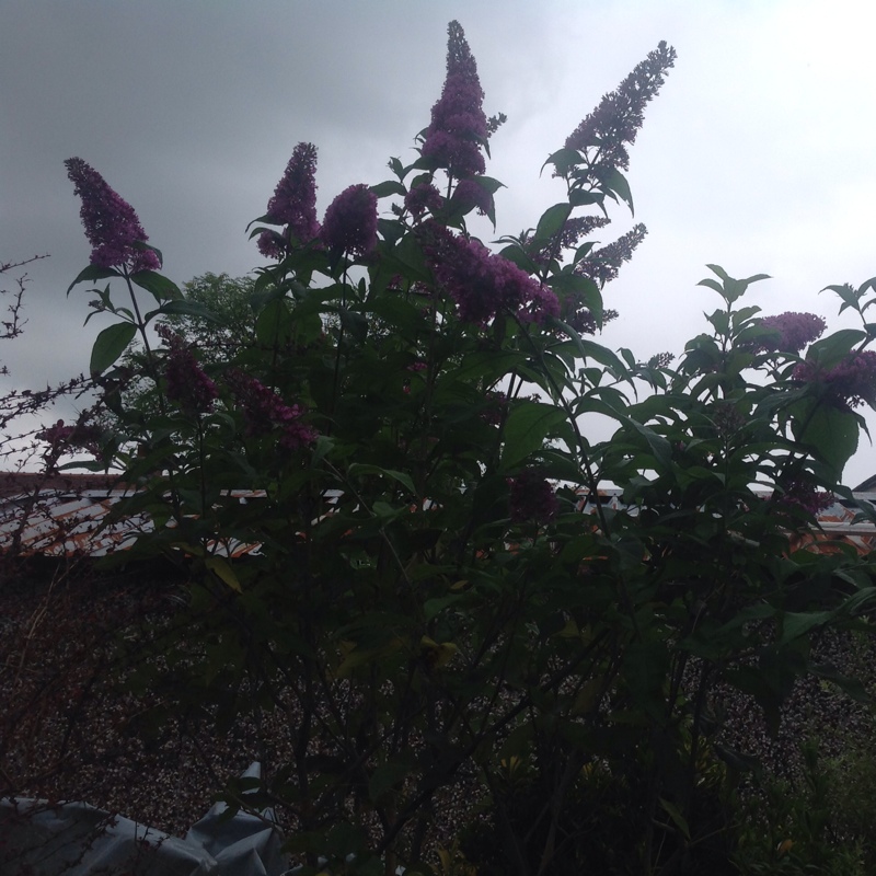 Plant image Buddleja davidii 'Monum' syn. Buddleja davidii 'Nanho Purple'