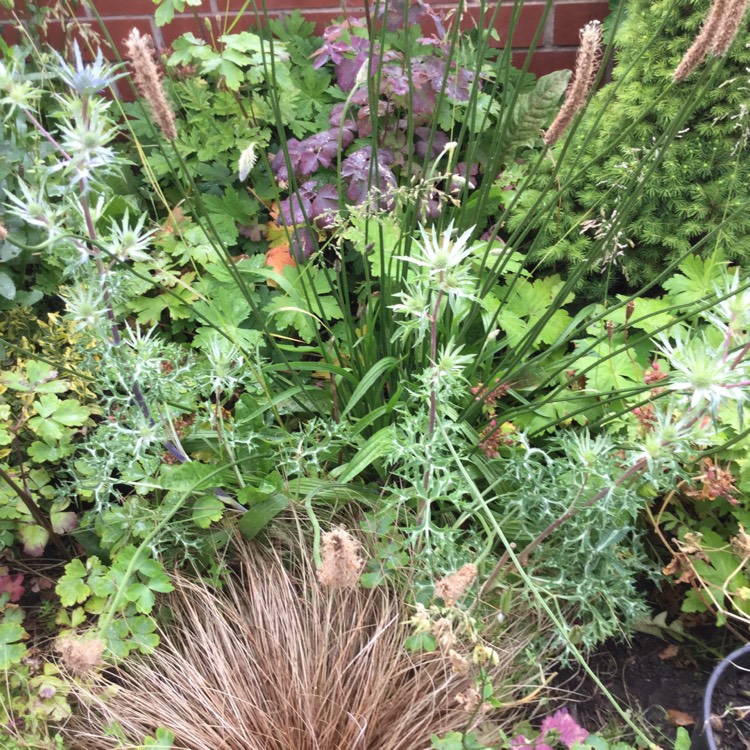 Plant image Eryngium x oliverianum