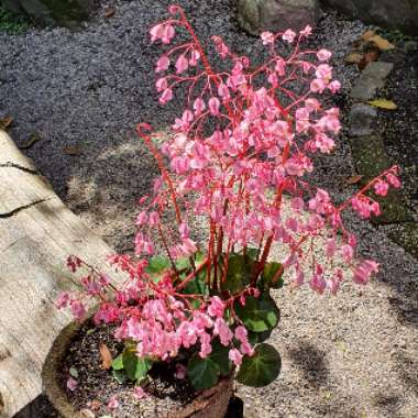 Beefsteak Begonia