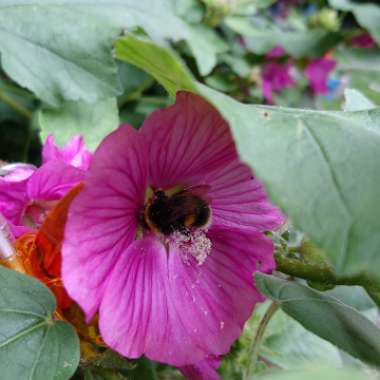 Tree Mallow Burgundy Wine