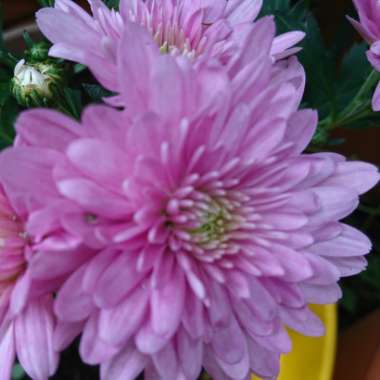 Chrysanthemum