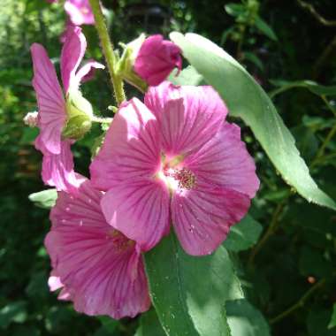 Tree Mallow Burgundy Wine